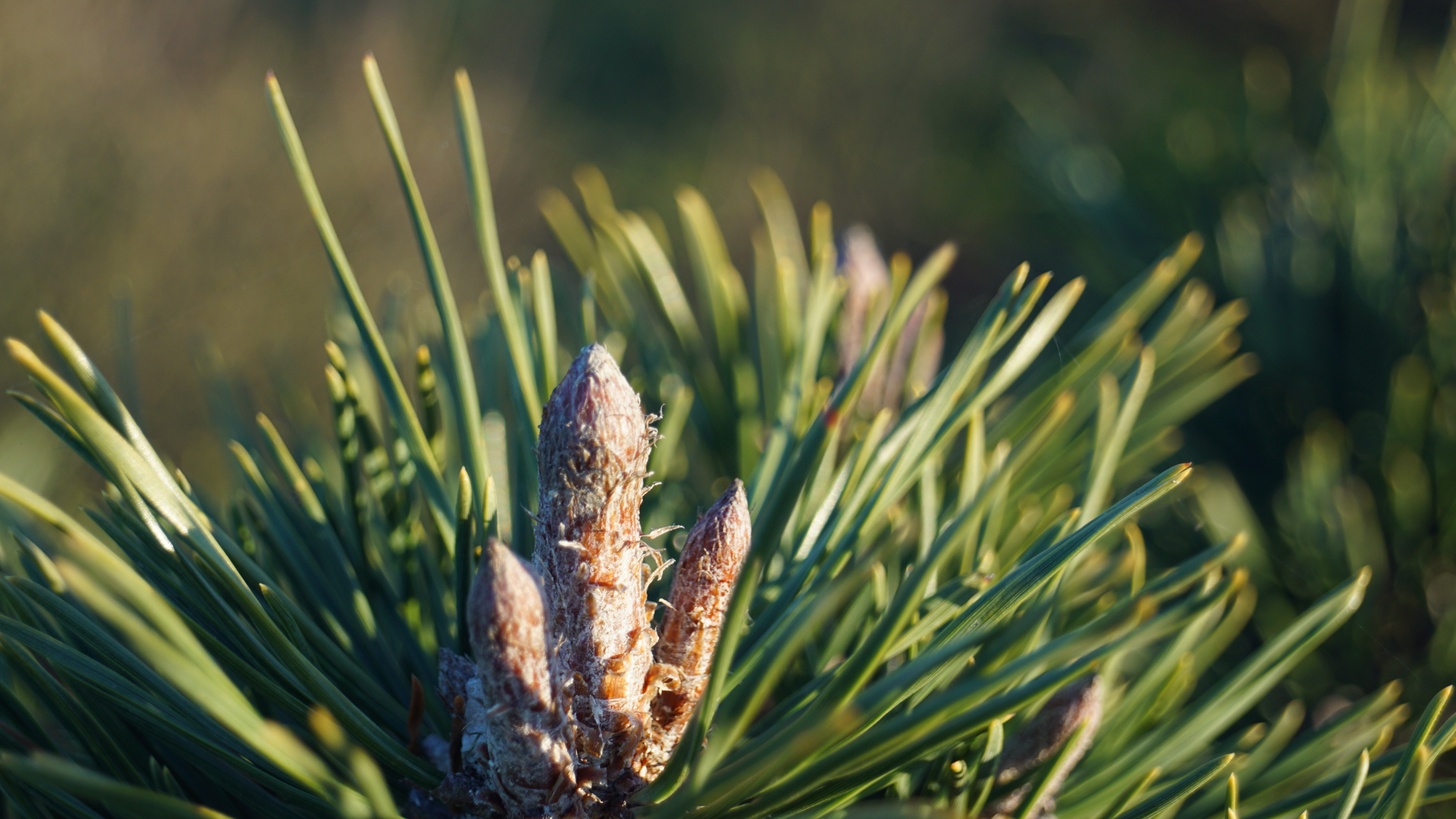 Pinus mugo uncinata (6)